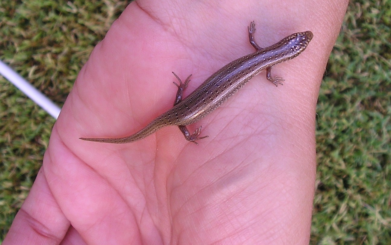 Congilo Chalcides ocellatus tiligugu